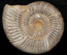 Perisphinctes Ammonite - Jurassic #38023-1